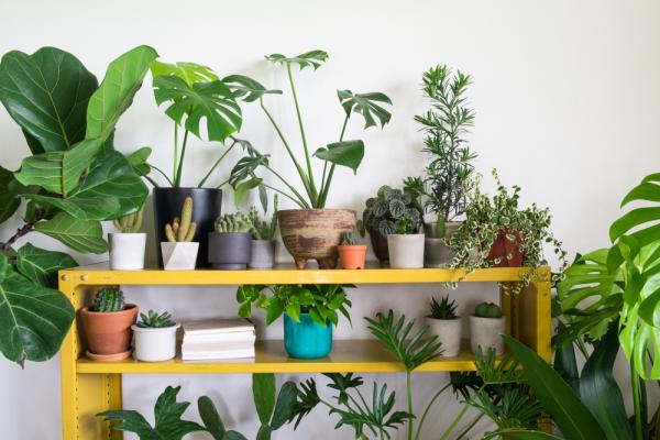 What is Biophilic Design and How Can I Incorporate it?