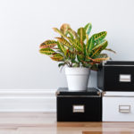 4 Trending Cleaning Methods to Try at Home