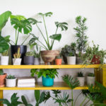 What is Biophilic Design and How Can I Incorporate it?